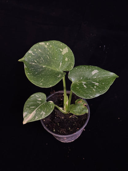 Monstera Thai Constellation *SPECIAL PICK*