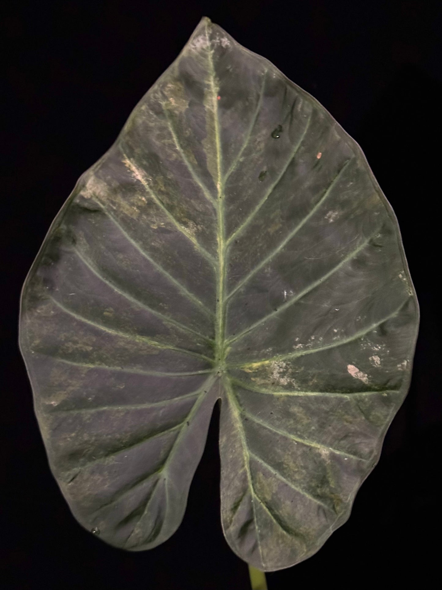 Alocasia Regal Shield Aurea Variegated
