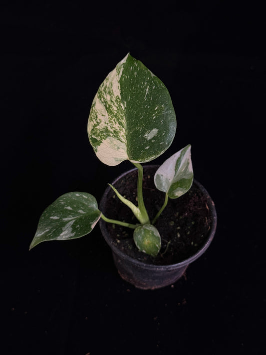 Monstera Thai Constellation *SPECIAL PICK*