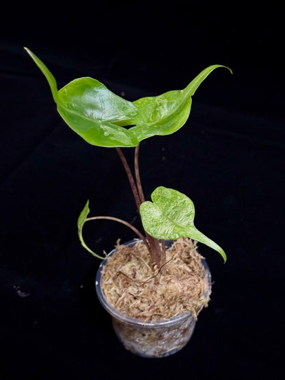 Alocasia Stingray Albo Pink MINT variegated