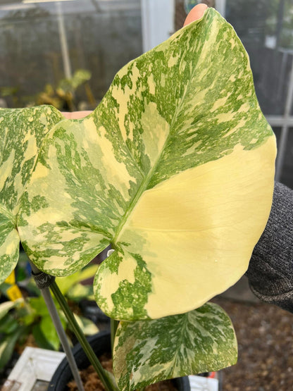 Monstera Creme Brulee *Import Pre-Order*