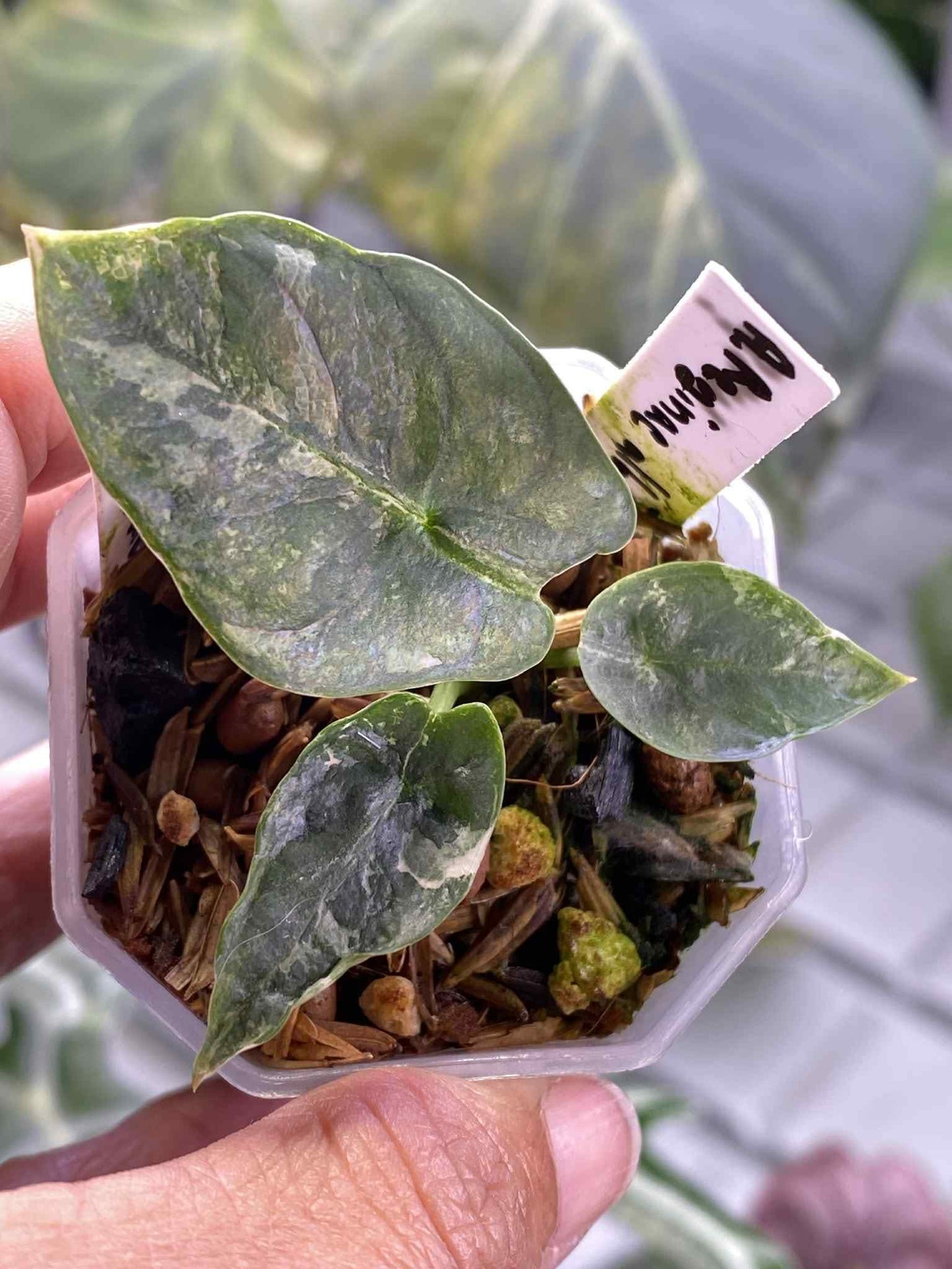 Alocasia Reginae Albo/Pink variegated *pre-order import*