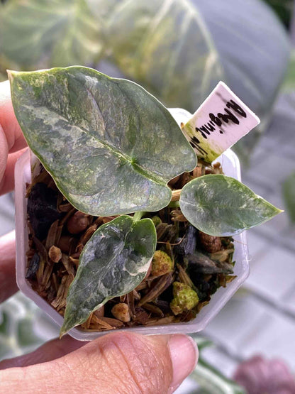 Alocasia Reginae Albo/Pink variegated *pre-order import*