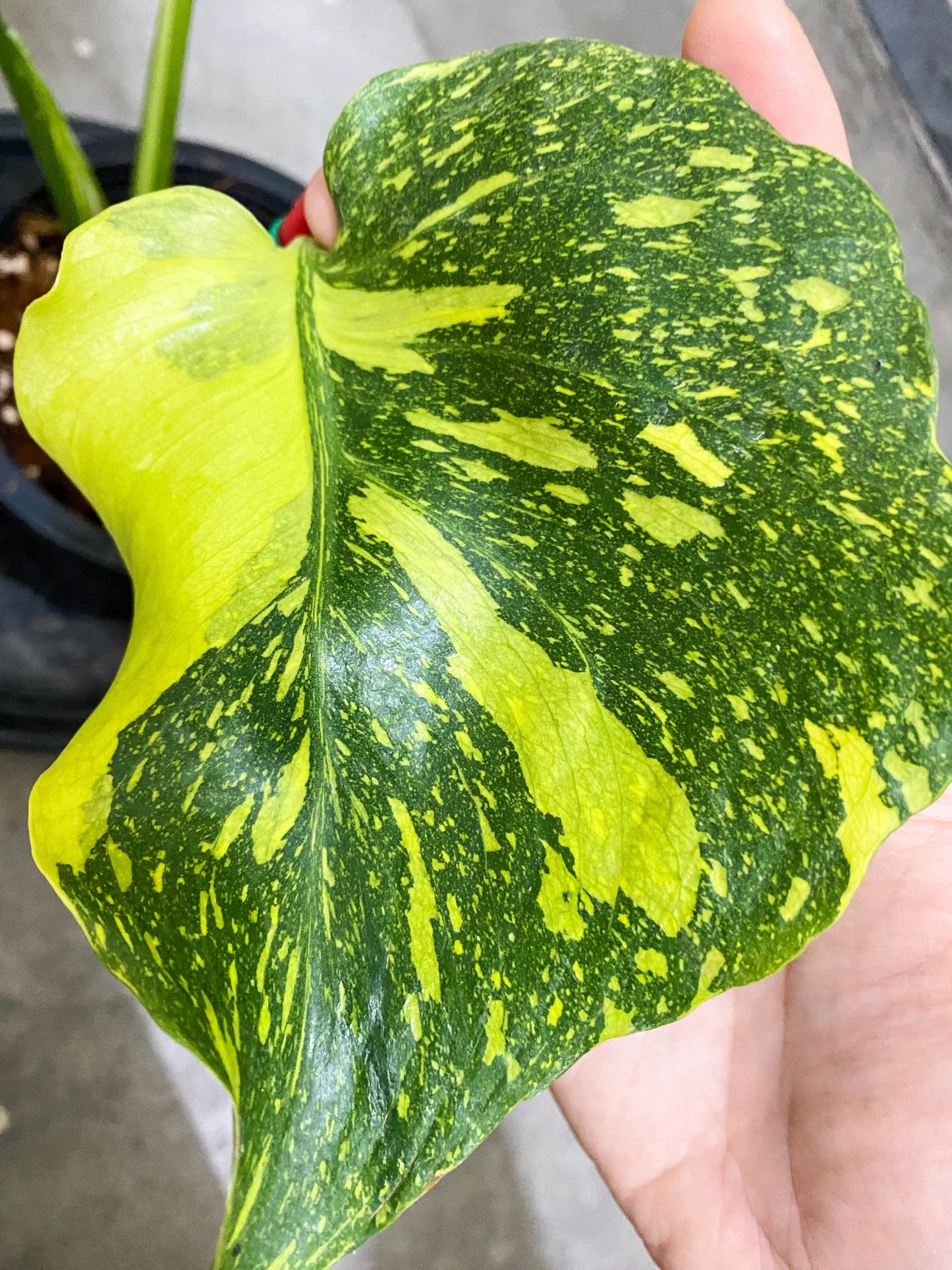 Monstera Deliciosa ‘Electrolight’ *import pre-order*