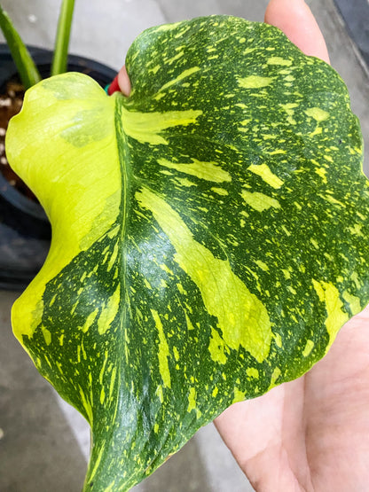 Monstera Deliciosa ‘Electrolight’ *import pre-order*