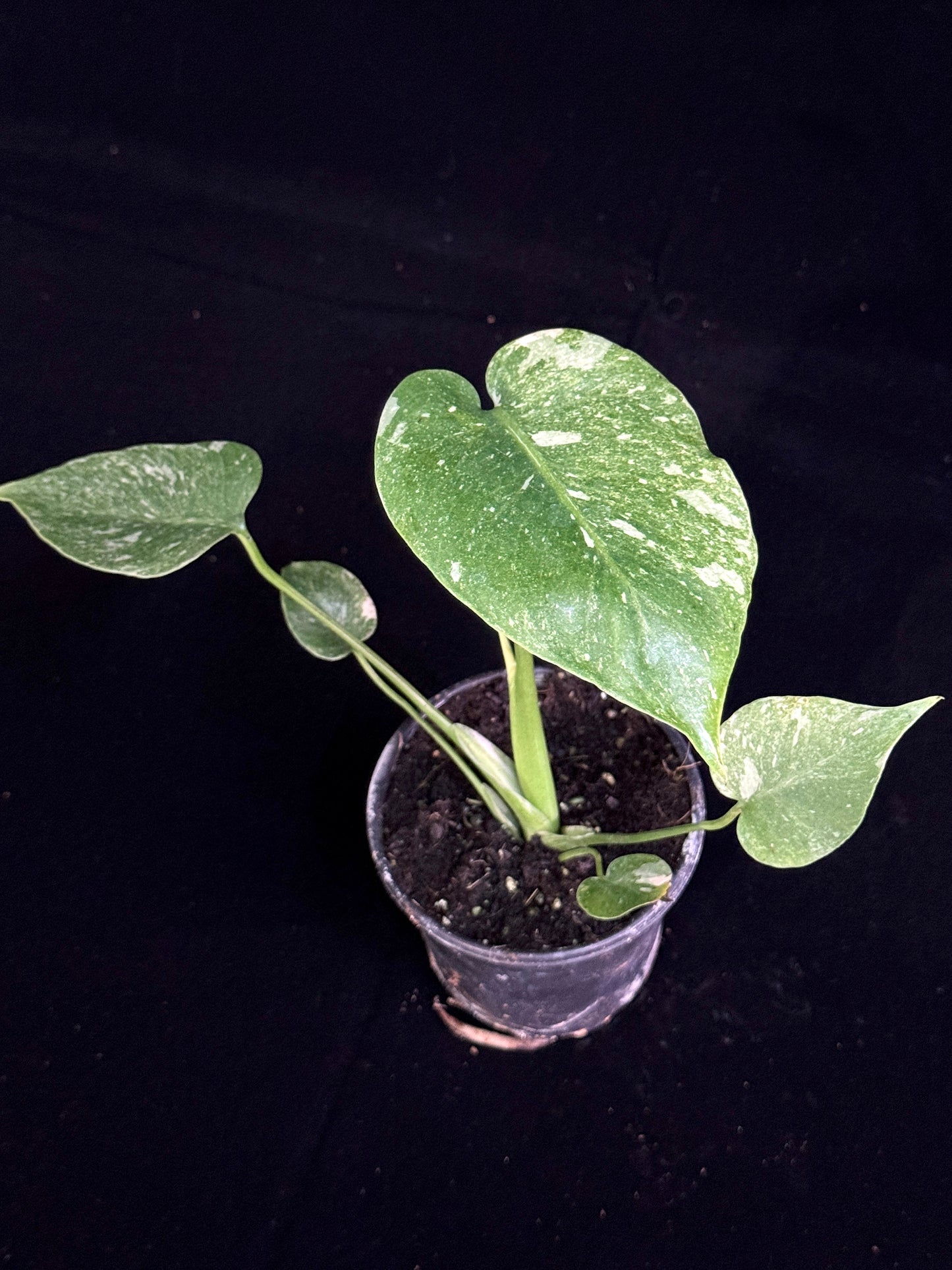 Monstera Thai Constellation *SPECIAL PICK*