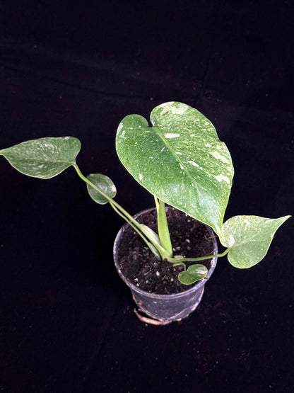 Monstera Thai Constellation *SPECIAL PICK*