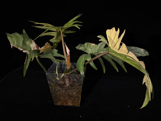 Philodendron Flobe x Tortum variegated