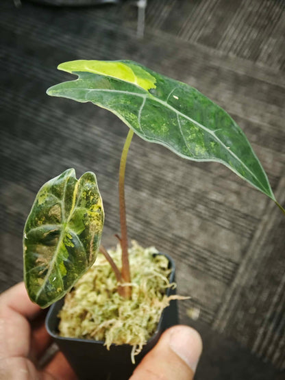 Alocasia (Polly x Watsoniana) Aurea Variegated *pre-order import*