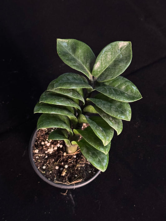 Zamioculcas Zamiifolia ‘Zenzi’ - ZZ Zenzi (Compact)- Grower's Choice