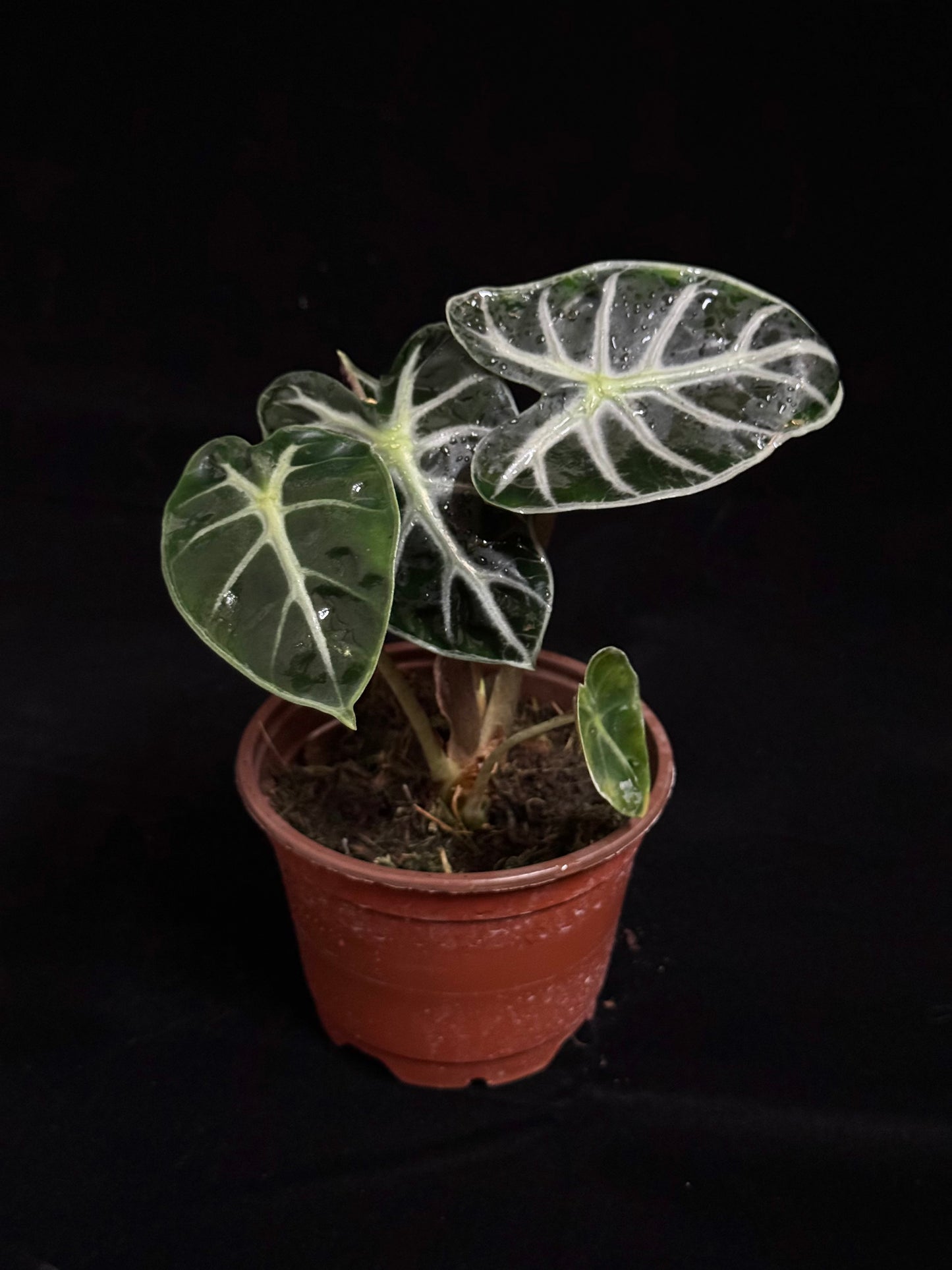 Alocasia Heart Balloon - Grower's Choice
