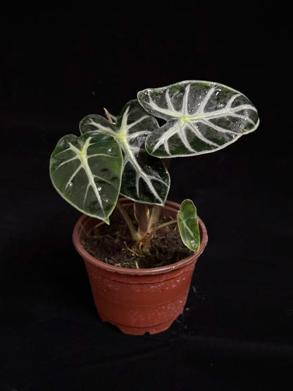 Alocasia Heart Balloon - Grower's Choice