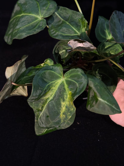 Anthurium Forgetii Sport