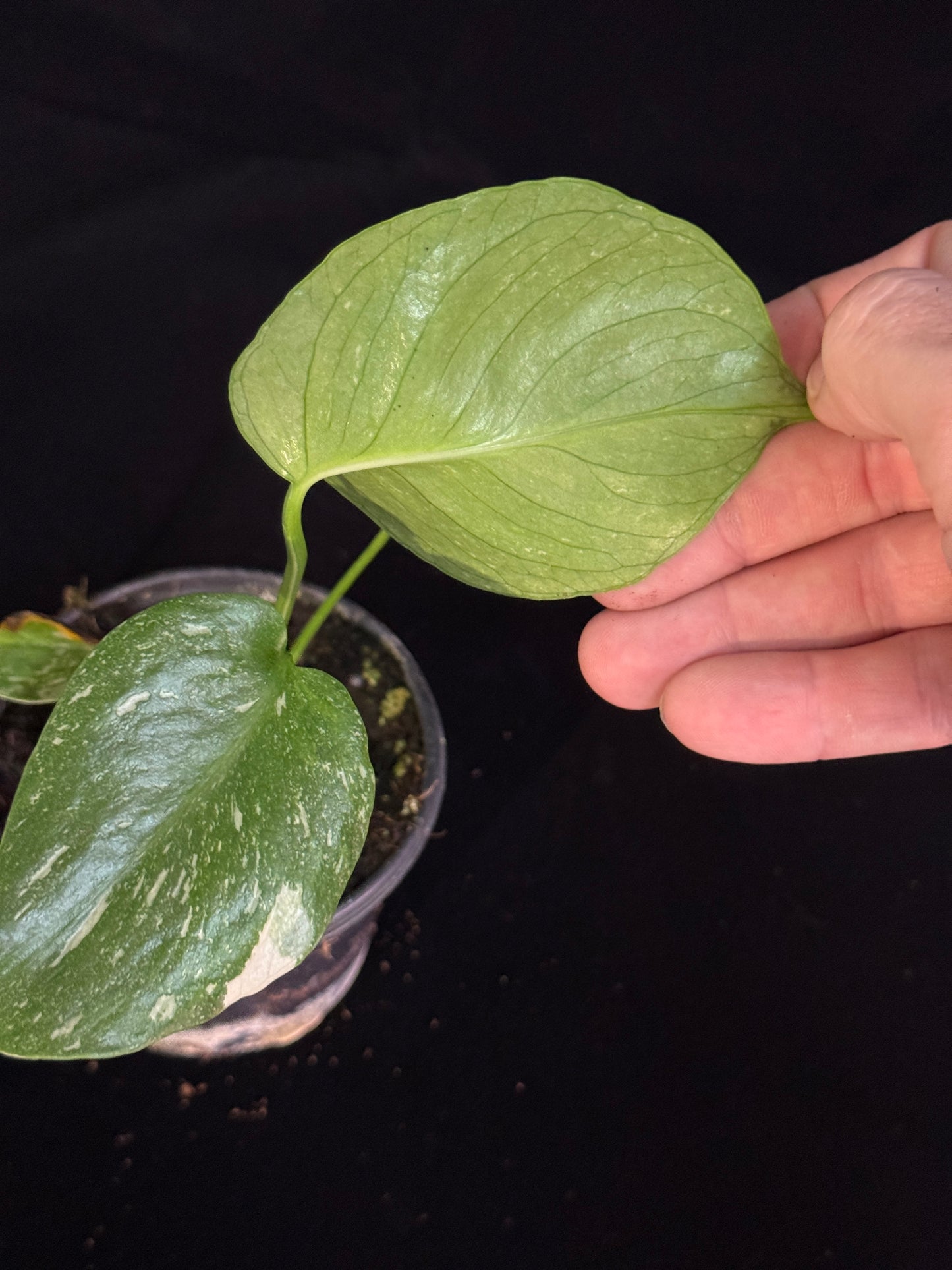 Monstera Thai Constellation *SPECIAL PICK*