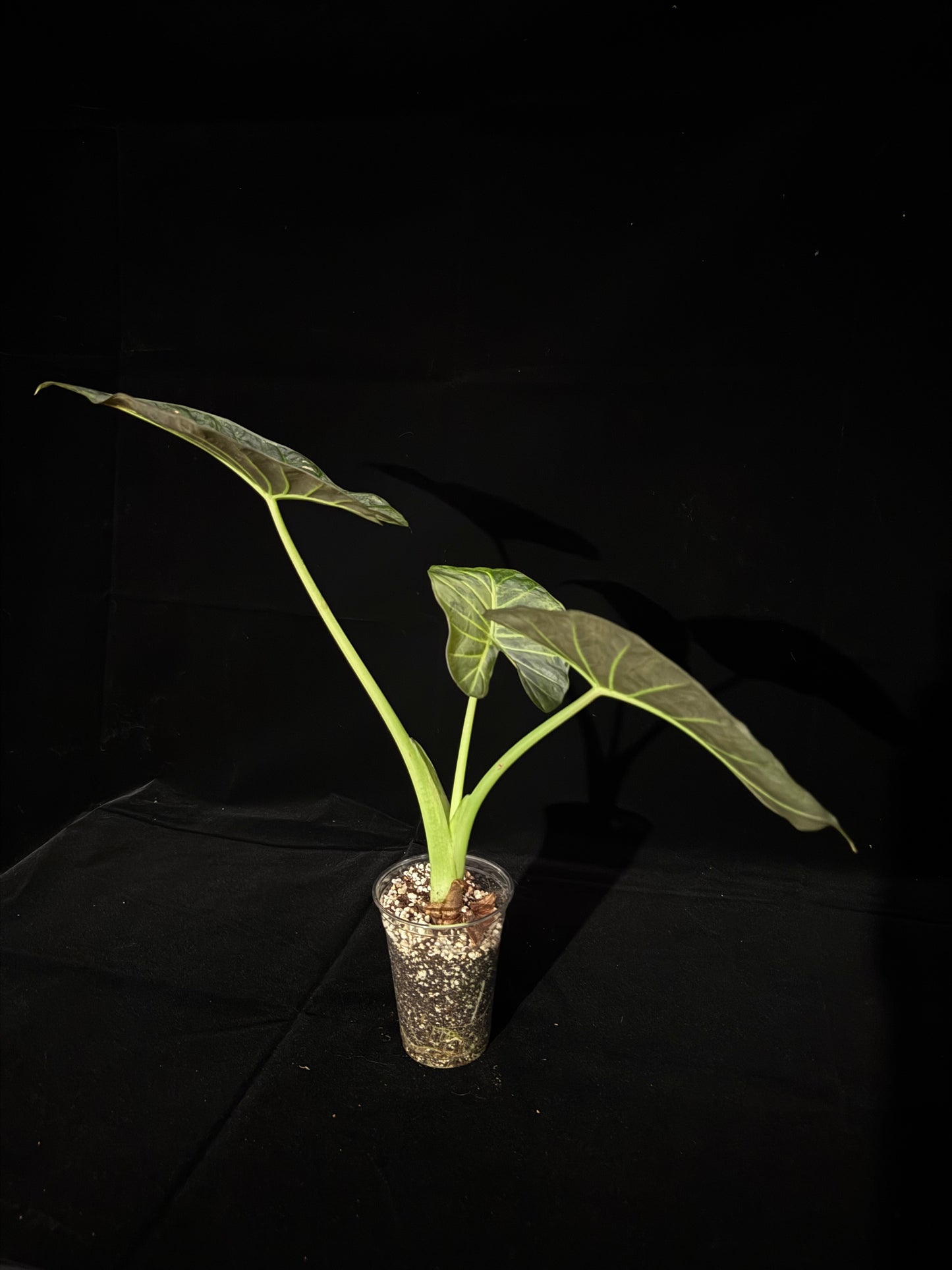 Alocasia Regal Shield Aurea Variegated