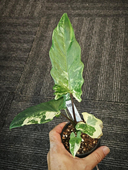 Alocasia Lauterbachiana Albo Variegated *pre-order import*