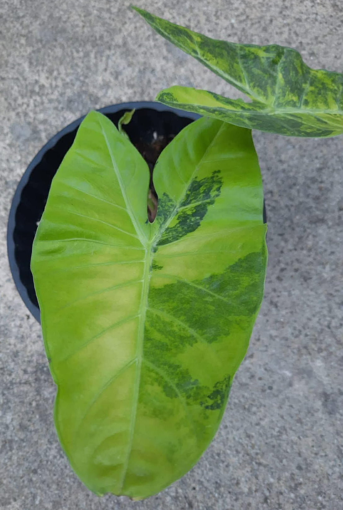 1x CORM - Alocasia Longiloba ‘Bu-Do Lemon’ Variegated