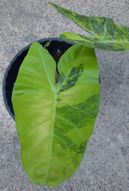 1x CORM - Alocasia Longiloba ‘Bu-Do Lemon’ Variegated