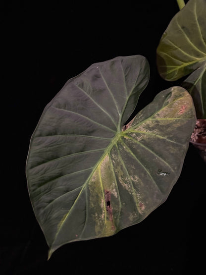 Alocasia Regal Shield Aurea Variegated