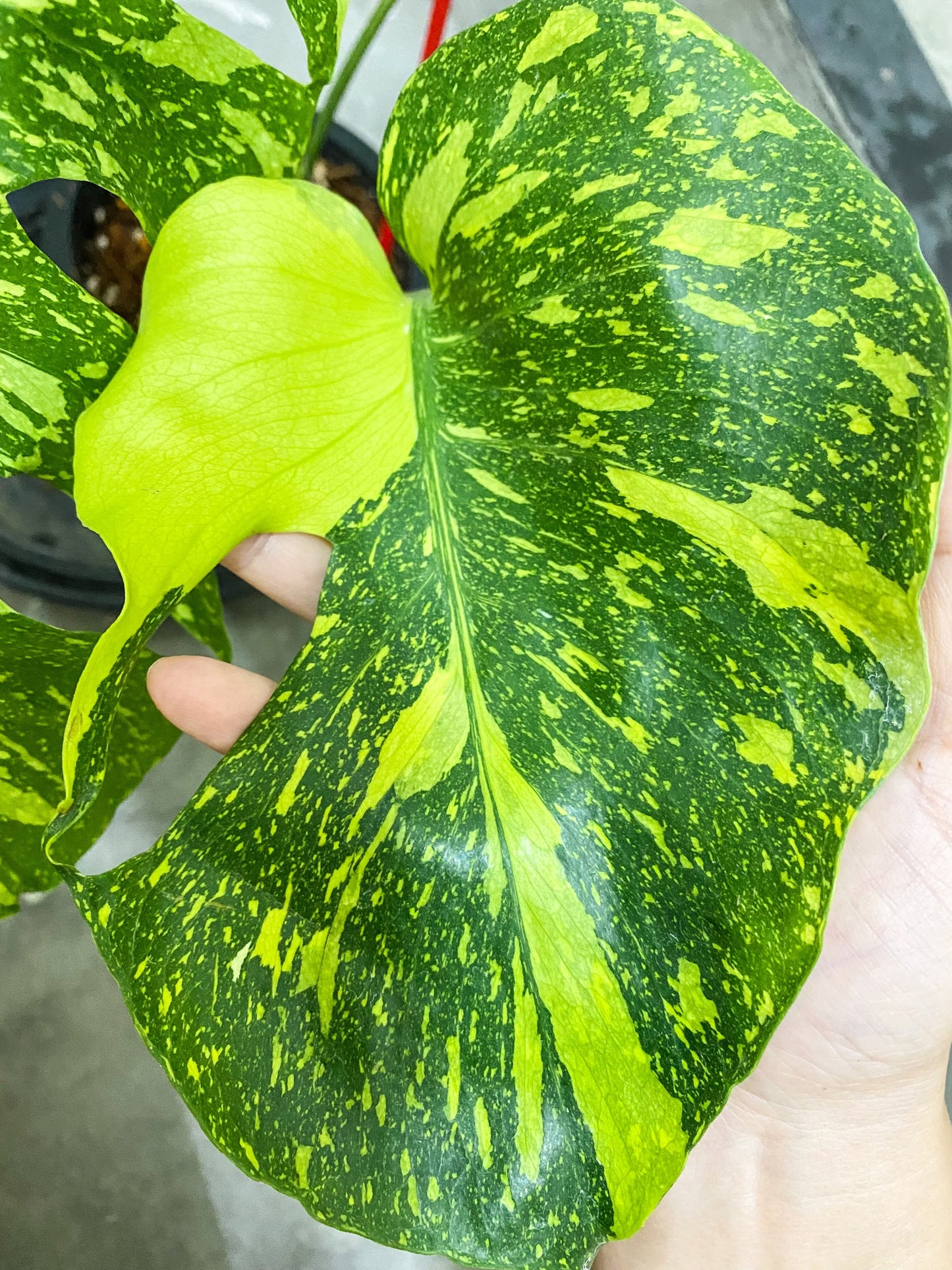 Monstera Deliciosa ‘Electrolight’ *import pre-order*