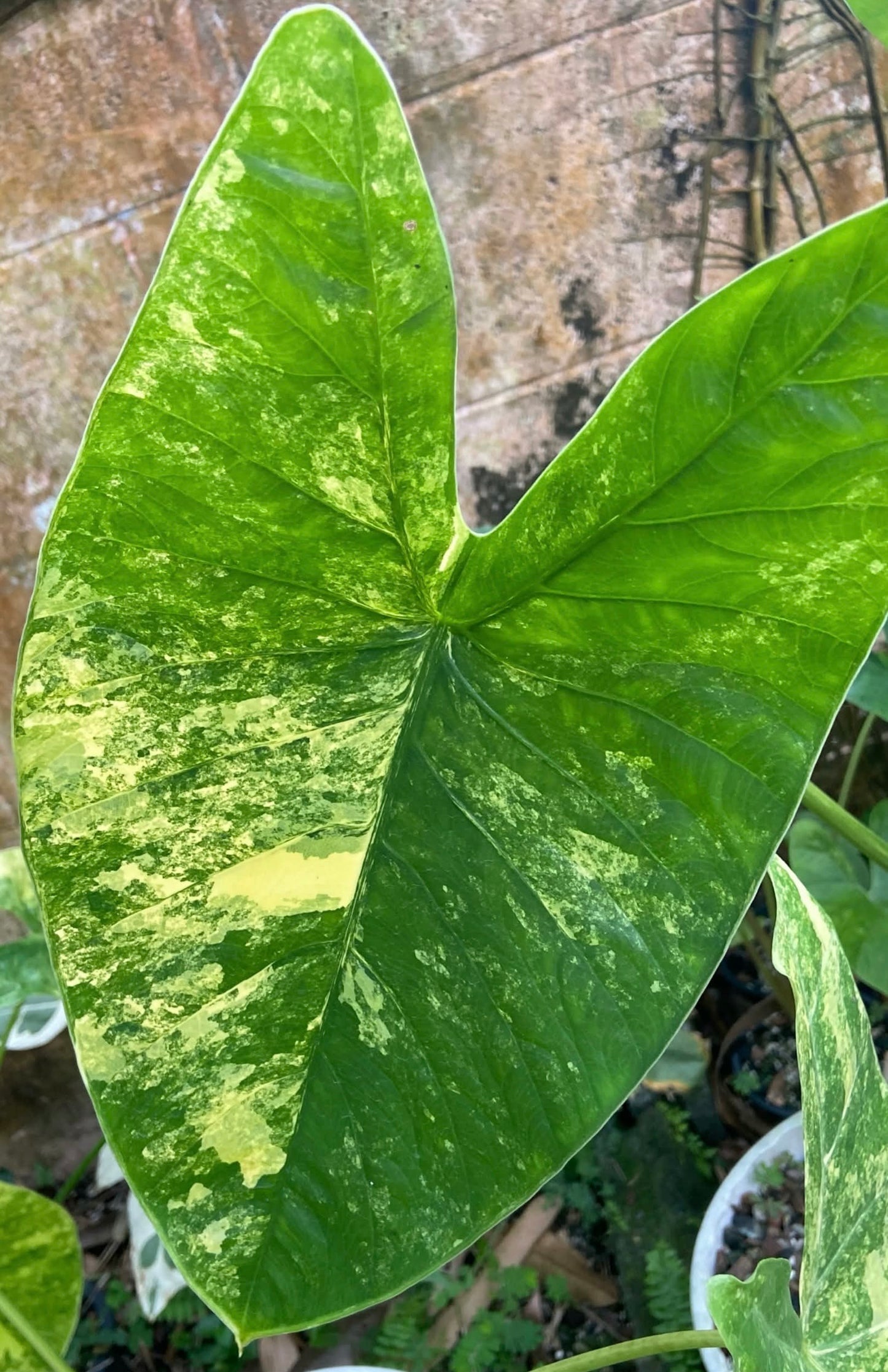 1x CORM - Alocasia Fornicata Aurea Variegated *Pre-Order Import*