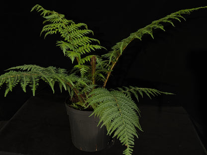 Australian Tree Fern