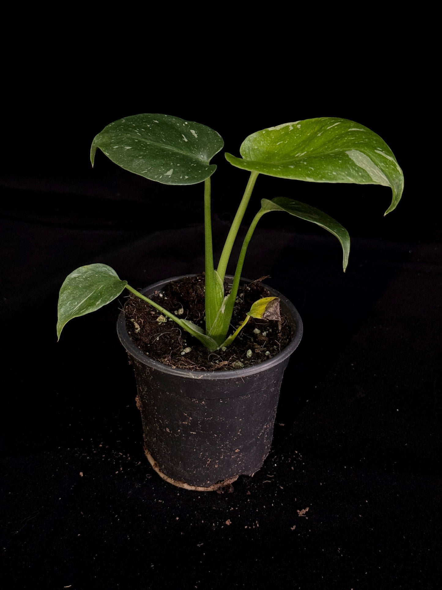 Monstera Thai Constellation *SPECIAL PICK*