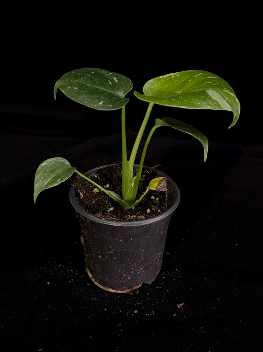 Monstera Thai Constellation *SPECIAL PICK*