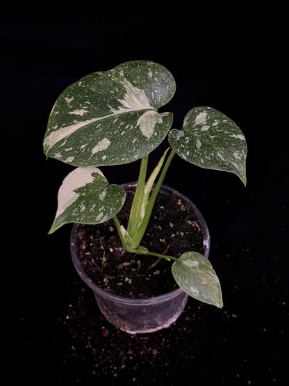 Monstera Thai Constellation *SPECIAL PICK*