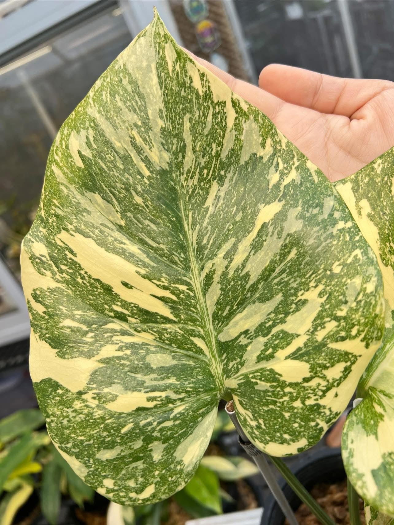 Monstera Creme Brulee *Import Pre-Order*