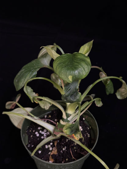 Philodendron Mamei - TWIN LEAF MUTATION