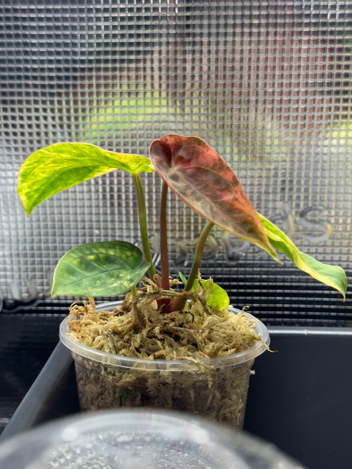 Anthurium (Var. Papillilaminum x AOS(SKG)) Variegated