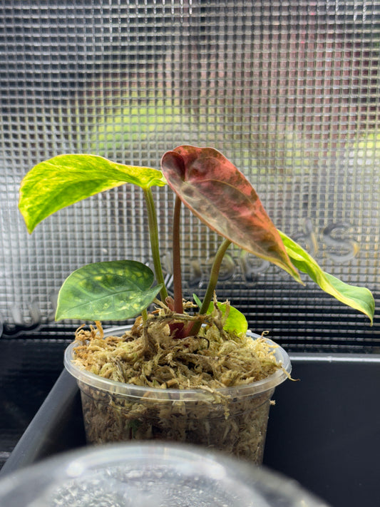 Anthurium (Var. Papillilaminum x AOS(SKG)) Variegated