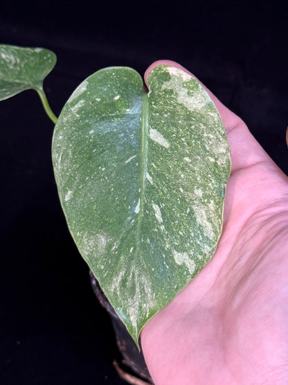 Monstera Thai Constellation *SPECIAL PICK*