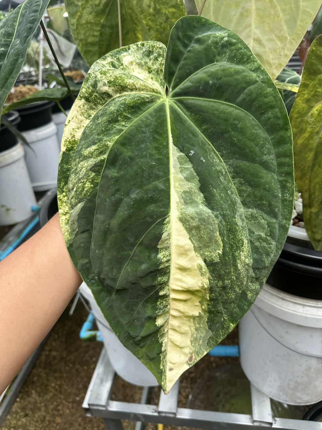 Anthurium (Var. Papillilaminum x AOS(SKG)) Variegated
