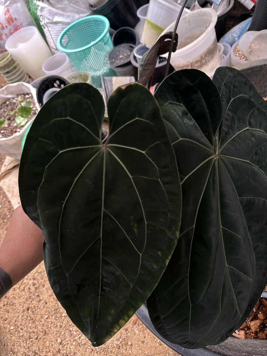 Anthurium (Var. Papillilaminum x AOS(SKG)) Variegated