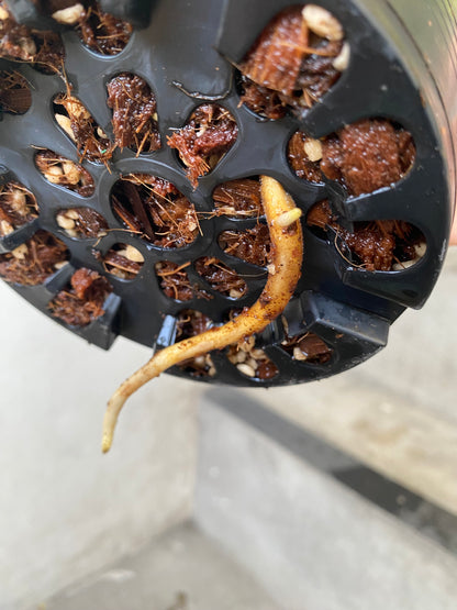 Monstera Deliciosa 'Electrolight' Variegated *pre-order import*