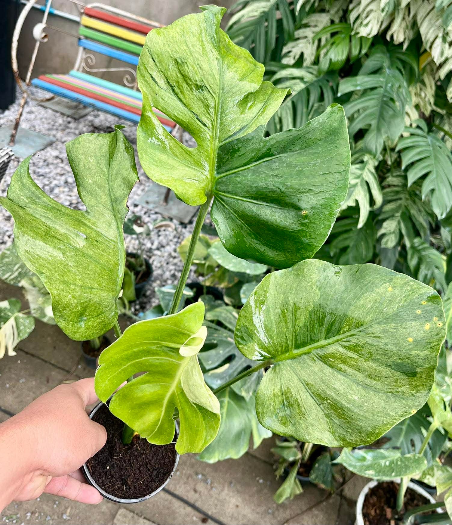 Person holding a rare variegated Monstera potted plant with large green leaves in an outdoor setting.