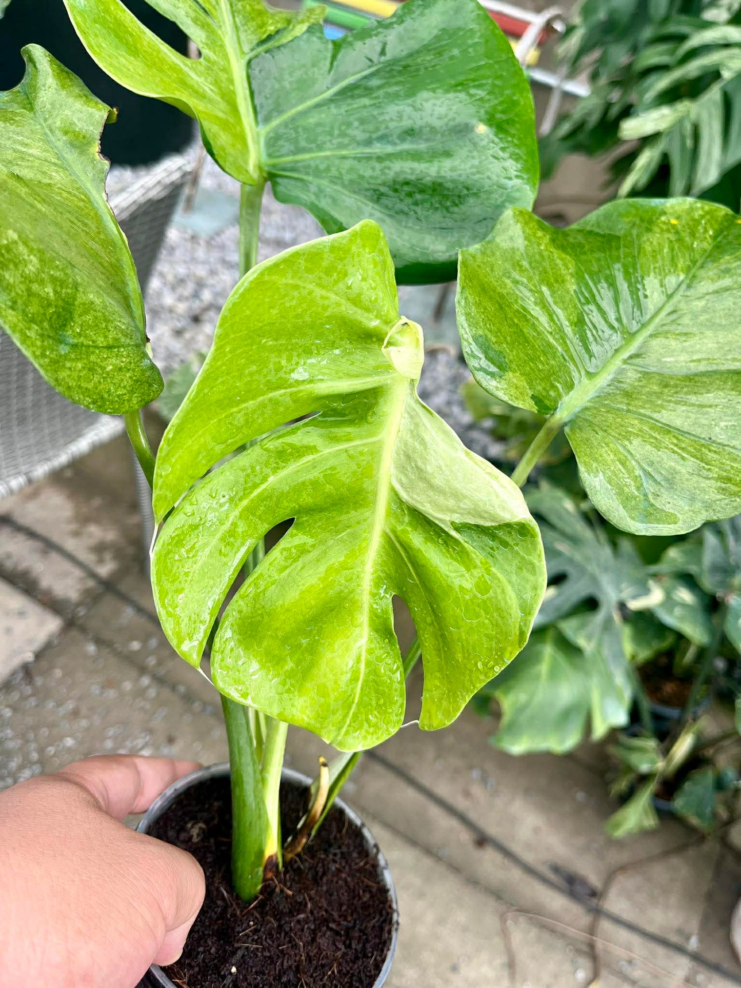 Person holding a rare variegated Monstera potted plant with large green leaves in an outdoor setting.