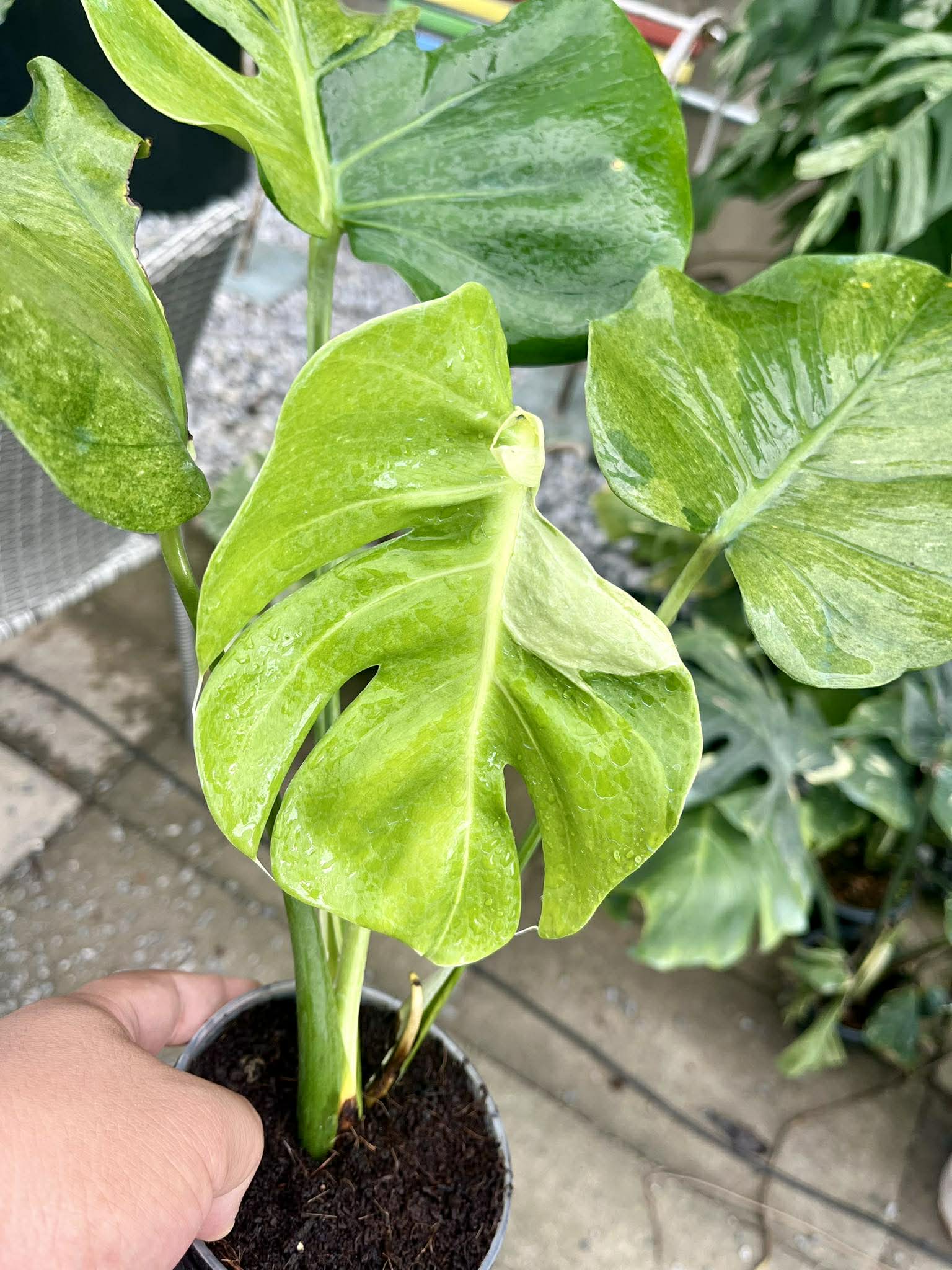 Person holding a rare variegated Monstera potted plant with large green leaves in an outdoor setting.