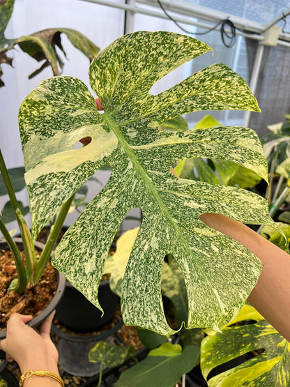 Large Monstera leaf with variegated yellow and green pattern, held by a person in a greenhouse setting.