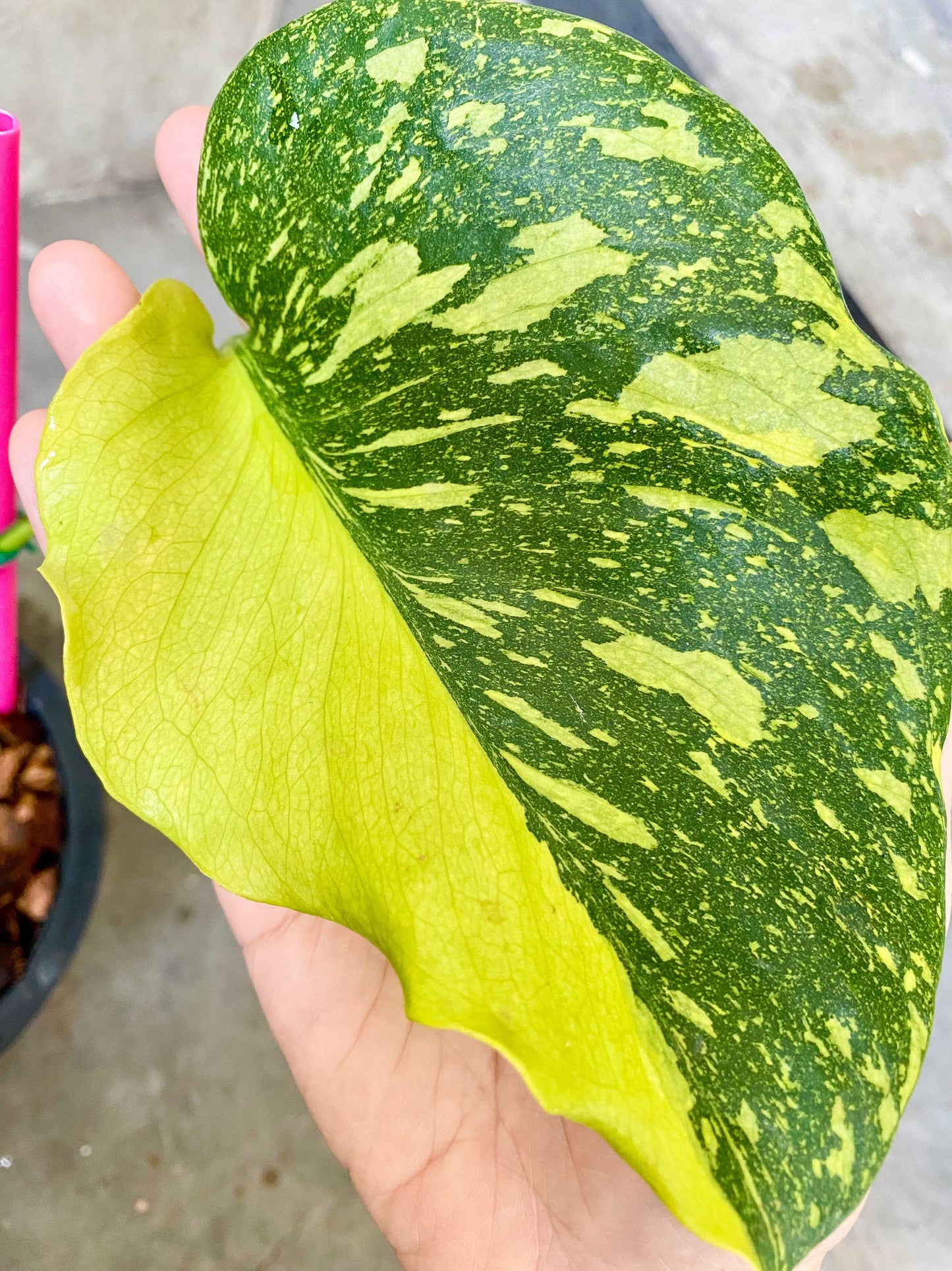 Monstera Deliciosa 'Electrolight' Variegated *pre-order import*