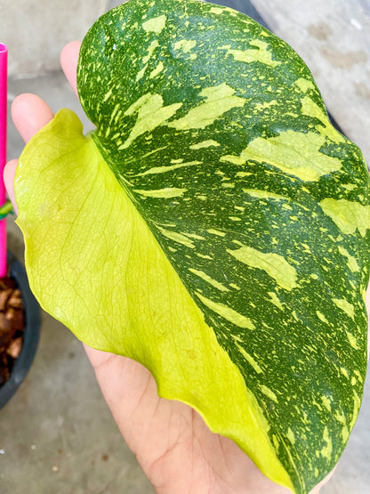Monstera Deliciosa 'Electrolight' Variegated *pre-order import*