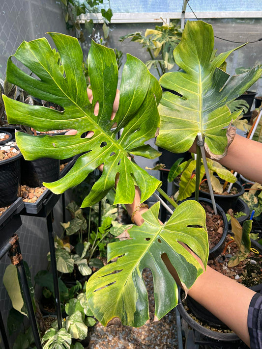 Monstera Deliciosa 'Golden Mint' Variegated *pre-order import*
