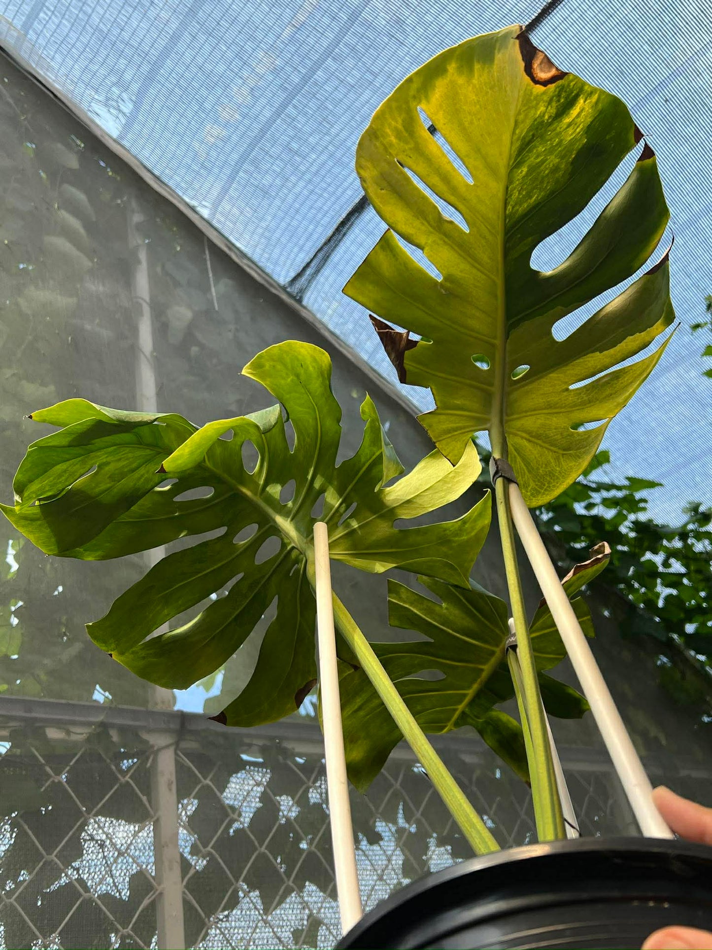 Monstera Deliciosa 'Golden Mint' Variegated *pre-order import*