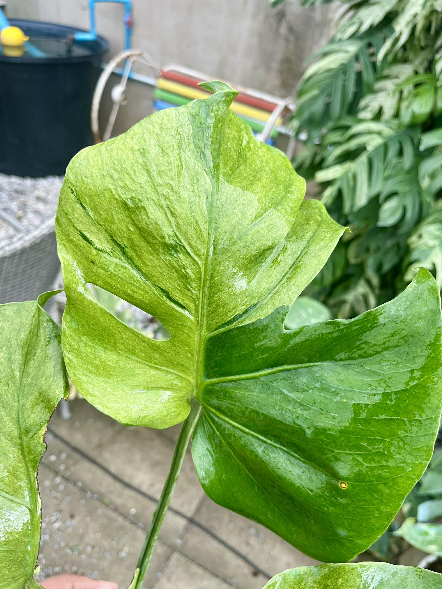 Close-up of a green variegated Monstera leaf with a blurred background