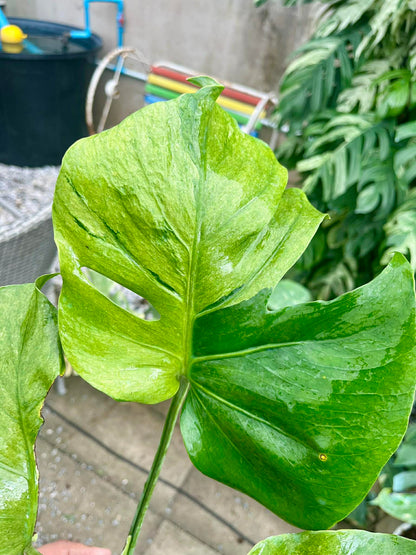 Close-up of a green variegated Monstera leaf with a blurred background