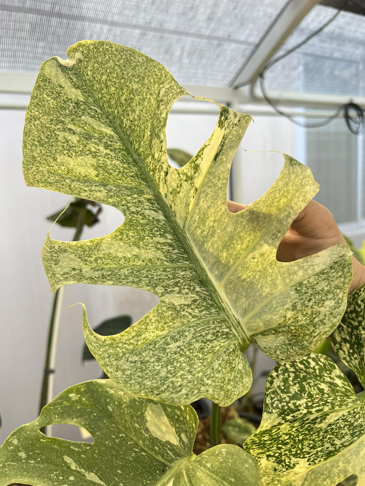 Close-up of a person holding a large green and white variegated Monstera leaf with a patterned surface.
