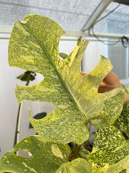 Close-up of a person holding a large green and white variegated Monstera leaf with a patterned surface.
