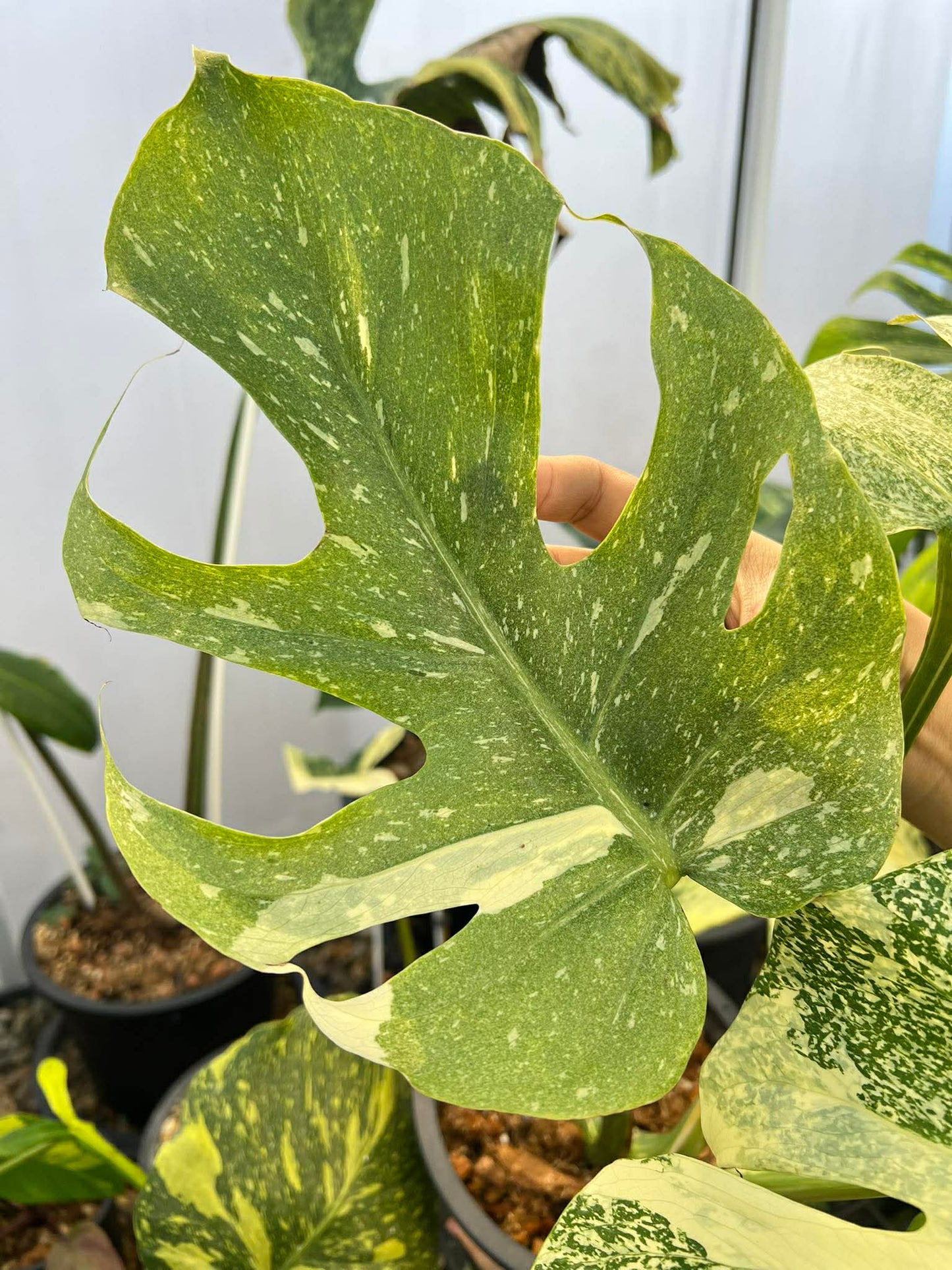 Close-up of a variegated monstera leaf held by a hand against a blurred indoor plant background.